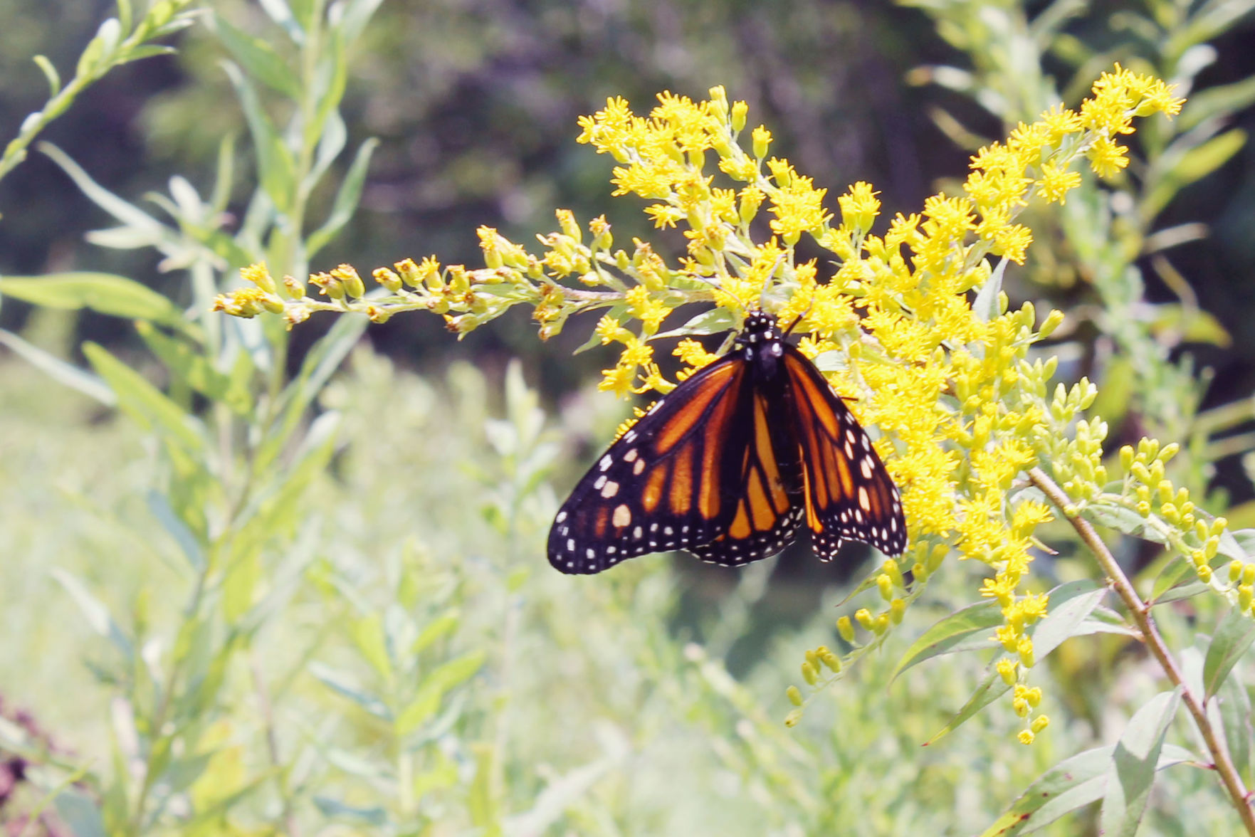 HOSC Butterfly inset crop ADJ.jpg